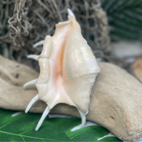 XL Spider CONCH SEASHELL Collector Display Shell nautical Decor beach coastal - Picture 16 of 16